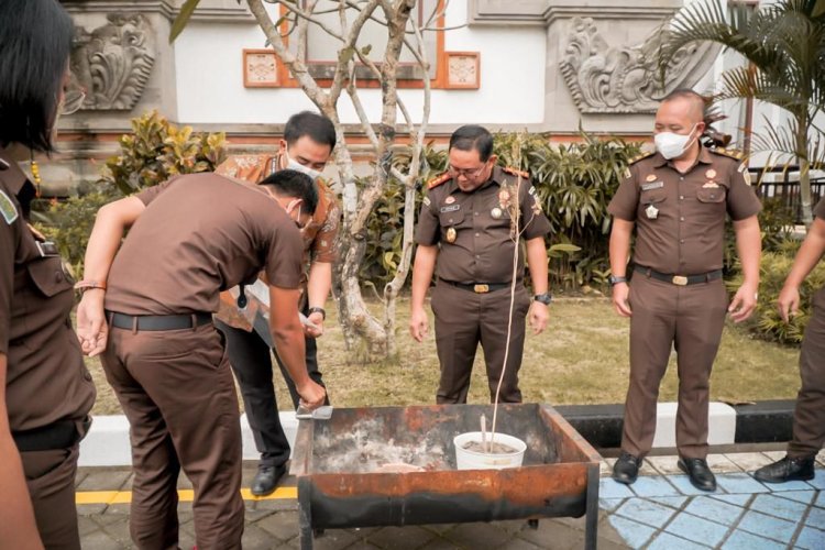 Kejari Badung Musnahkan BB Pohon Ganja