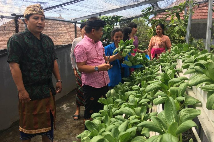 Urban farming Dwijendra University: Salah Satu Wujud Program Gubernur di Bidang Pertanian