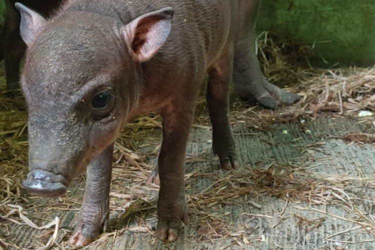 Bali Safari Park Kembali Menyambut Kelahiran Anakan Babirusa