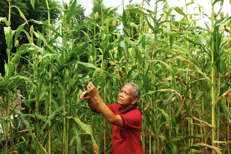 HKTI Bali Motivasi Petani untuk Mengembangkan Tanaman Sorgum di Kabupaten Buleleng