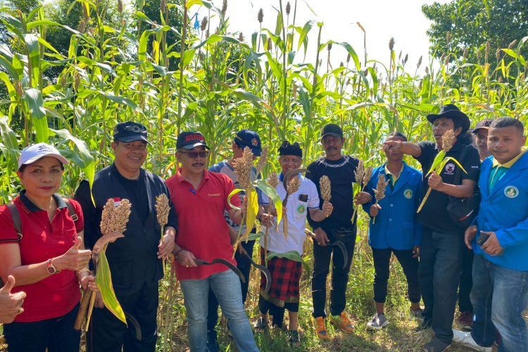 Rektor Dwijendra Turut Bangkitkan Pengembangan Sorgum di Desa Pacung, Kecamatan Tejakula, Buleleng