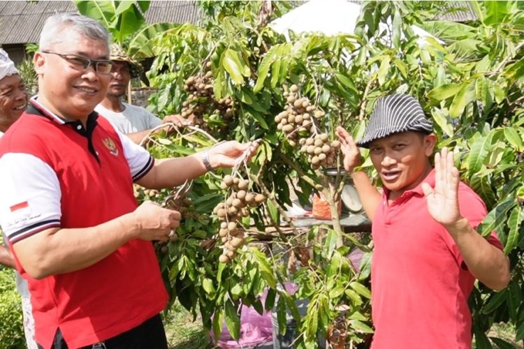 Panen Perdana Klengkeng Bali Super Varietas Madu ( KBS ) 1 Pohon Berbuah 15 kg Harga Rp75.000/kg