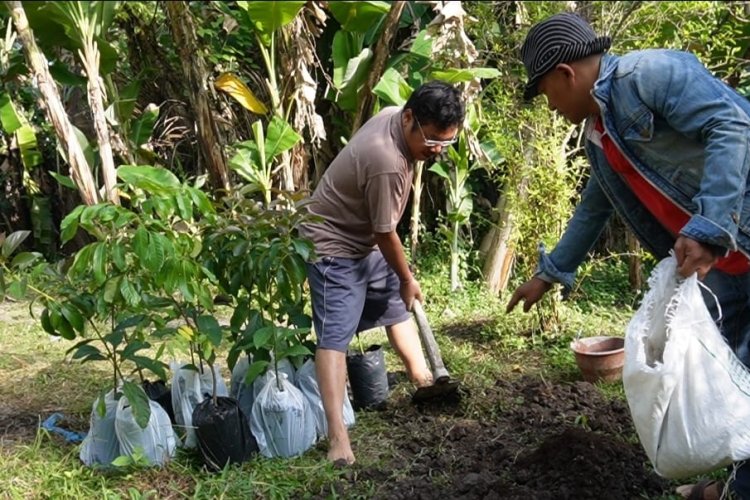 Kembali KBS Varietas Madu ditanam di Badung, Treatment Pohon Durian November Panen