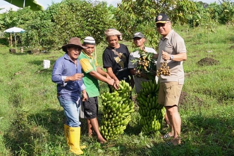 Roboh Tak Kuat Tahan Buah, Panen Pisang KBS Jenis Dewa Berlimpah