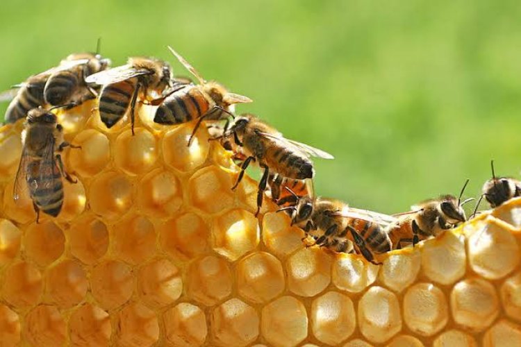 Cuma Satu Sendok Teh, Tapi itu Hasil Kerja Keras Seumur Hidup Seekor Lebah!