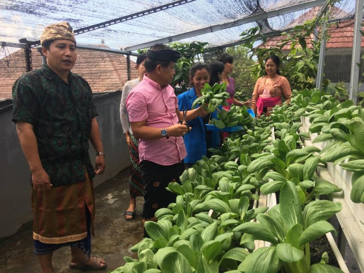 Urban farming Dwijendra University: Salah Satu Wujud Program Gubernur di Bidang Pertanian