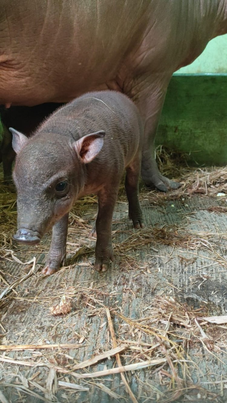 Bali Safari Park Kembali Menyambut Kelahiran Anakan Babirusa