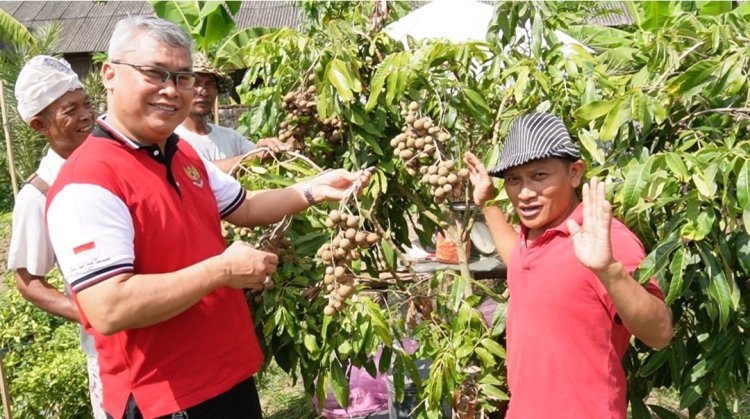Panen Perdana Klengkeng Bali Super Varietas Madu  ( KBS ) 1 Pohon Berbuah 15 kg Harga Rp75.000/kg