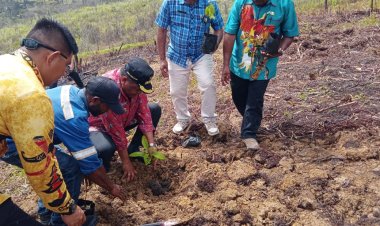 PJ Bupati Jayawijaya Tanam 1000 Bibit Pohon Alpukat di Kampung Iriliga