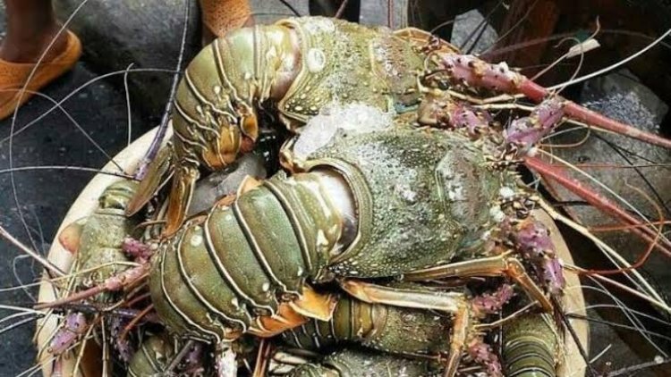 Jutaan Benih Lobster Ilegal dari Indonesia Banjiri Vietnam, Kerugian Negara Capai Rp 30 Triliun per Tahun