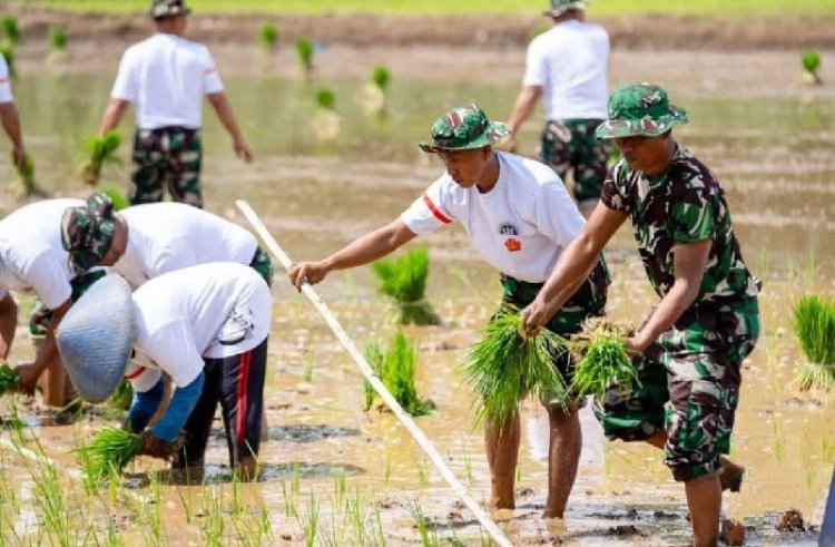 TNI Akan Tanam Bibit Unggul Padi di 21 Wilayah di Indonesia