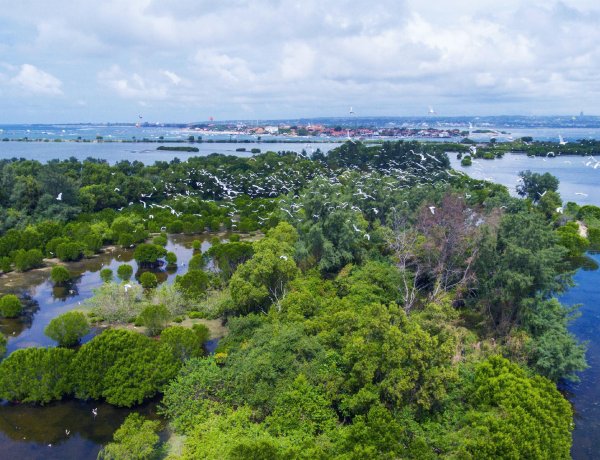 Ruang Hijau Terawat, KEK Kura Kura Bali Jadi Habitat Ratusan Spesies Satwa