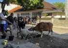 Idul Adha di Serangan Jadi Simbol Harmoni, BTID Kembali Salurkan Hewan Kurban untuk Warga Kampung Bugis