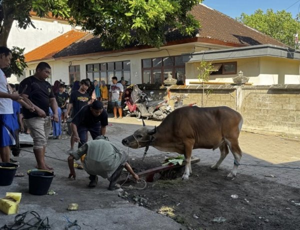 Idul Adha di Serangan Jadi Simbol Harmoni, BTID Kembali Salurkan Hewan Kurban untuk Warga Kampung Bugis