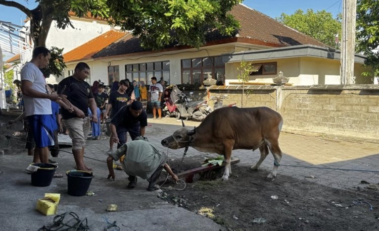 Idul Adha di Serangan Jadi Simbol Harmoni, BTID Kembali Salurkan Hewan Kurban untuk Warga Kampung Bugis